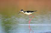 BRD 30 DA0001 01
Black-Necked Stilt Wading In Wetlands At Karl Bartel Grassland, Illinois