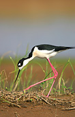 BRD 30 DA0002 01
Black-Necked Stilt Turning Eggs At Nest In Karl Bartel Grassland, Illinois