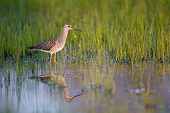 BRD 30 DA0003 01
Greater Yellowlegs Standing In Wetlands, Illinois