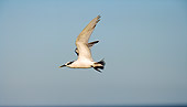 BRD 30 HP0001 01
Greater Crested Tern In Flight Along Western Cape, South Africa