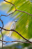 BRD 30 KH0001 01
White Tern Perching On Branch