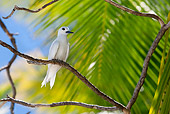 BRD 30 KH0002 01
White Tern Perching On Branch