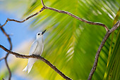 BRD 30 KH0003 01
White Tern Perching On Branch