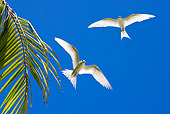 BRD 30 KH0004 01
White Terns Flying By Palm Frond