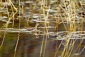 BRD 30 KH0005 01
Wilson's Phalarope Wading In Pond