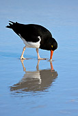 BRD 30 KH0006 01
Magellanic Oystercatcher Hunting On Beach Falklands