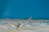 BRD 30 KH0007 01
Arctic Tern Hunting Near Iceberg Svalbard