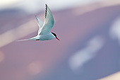 BRD 30 KH0008 01
Portrait Of Arctic In Flight Svalbard