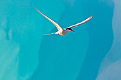 BRD 30 KH0009 01
Arctic Tern Flying Near Iceberg Svalbard