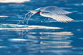 BRD 30 KH0010 01
Arctic Tern Flying Near Water Svalbard