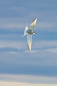 BRD 30 KH0011 01
Portrait Of Arctic Tern In Flight Svalbard