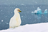 BRD 30 KH0012 01
Snowy Sheathbill Resting In Snow, Antarctic Peninsula