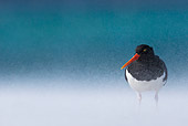 BRD 30 KH0013 01
Magellanic Oystercatcher Standing On Windy Beach In Falkland Islands