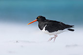 BRD 30 KH0014 01
Magellanic Oystercatcher Walking On Windy Beach In Falkland Islands
