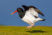 BRD 30 KH0015 01
Magellanic Oystercatcher Taking Off In Falkland Islands