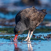 BRD 30 KH0016 01
Black Oystercatcher Feeding At Low Tide In Falkland Islands