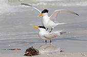 BRD 30 LS0002 01
Royal Terns Mating On Gulf Of Mexico Beach St. Petersburg, Florida