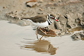 BRD 30 MC0001 01
Three-Banded Plover Walking Through Muddy Water Tanzania