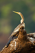 BRD 30 MC0002 01
Anhinga Perched On Tree Branch Brazil