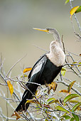 BRD 30 MC0003 01
Anhinga Female Perched On Tree Branch In Everglades