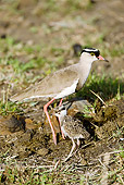 BRD 30 MC0004 01
Crowned Lapwing Mother With Chick In Grassland Kenya