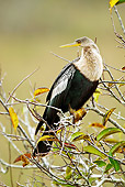 BRD 30 MC0005 01
Anhinga Female Perched On Tree In Everglades