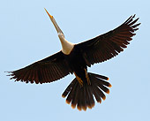 BRD 30 MC0006 01
Anhinga Flying Overhead Brazil