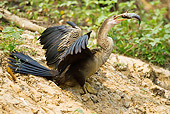 BRD 30 MC0007 01
Anhinga Eating Fish In Jungle Brazil