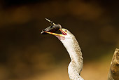 BRD 30 MC0008 01
Head Shot Of Anhinga Eating Fish In Jungle Brazil