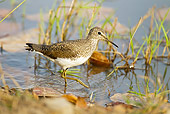 BRD 30 MC0009 01
Green Sandpiper Wading In Water Bandhavgarh National Park, India