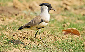 BRD 30 MC0010 01
River Lapwing Walking On Grass Satpura National Park Madhya Pradesh, India