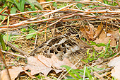 BRD 30 MC0011 01
Close-Up Of American Woodcock Sitting On Egg In Nest