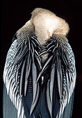 BRD 30 MH0001 01
Close-Up Of Oriental Darter Sleeping