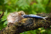 BRD 30 MH0002 01
White Tern Chick Eating Fish On Branch In Seychelles