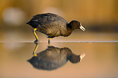 BRD 30 MH0003 01
Coot Walking In Shallow Water With Reflection