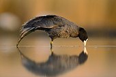 BRD 30 MH0004 01
Coot Standing In Shallow Water With Reflection