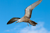 BRD 30 MH0005 01
Common Noddy Tern In Flight In Seychelles