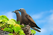 BRD 30 MH0006 01
Two Common Noddy Terns Perched On Branch In Seychelles