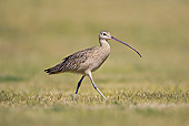 BRD 30 RF0002 01
Long-Billed Curlew Walking In Field