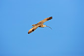 BRD 30 RF0003 01
Long-Billed Curlew Flying In Blue Sky