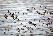 BRD 30 RK0028 02
Shorebirds In Flight