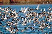 BRD 30 RK0028 05
Shorebirds In Flight