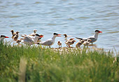 BRD 30 RK0035 01
A Flock Of Terns By Shore