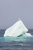 BRD 30 SK0009 01
Seagull Perching On Sea Ice