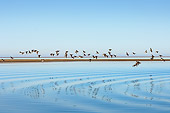 BRD 30 SK0012 01
Flock Of Birds Flying Over Water