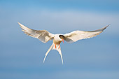 BRD 30 SK0013 01
Arctic Tern Flying In Sky