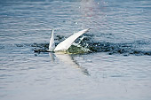 BRD 30 SK0014 01
Arctic Tern Diving For Food In Pond