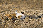 BRD 30 SK0015 01
Arctic Tern Mother And Chick Sitting In Nest In Tundra