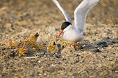 BRD 30 SK0016 01
Arctic Tern Mother And Chicks Standing In Nest In Tundra