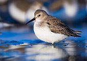 BRD 30 WF0001 01
Portrait Of Dunlin Standing In Water